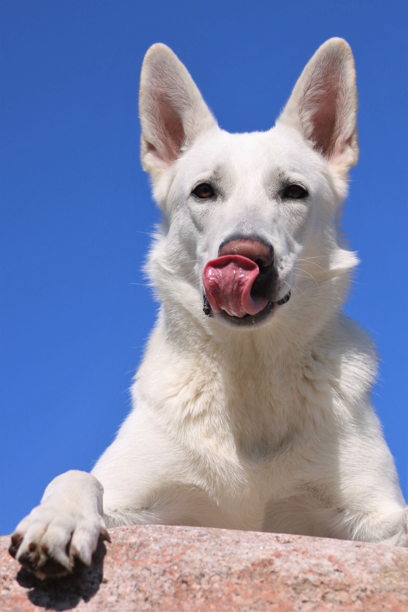Canon EOS 750D (EOS Rebel T6i / EOS Kiss X8i) sample photo. Dog, white shepherd dog photography