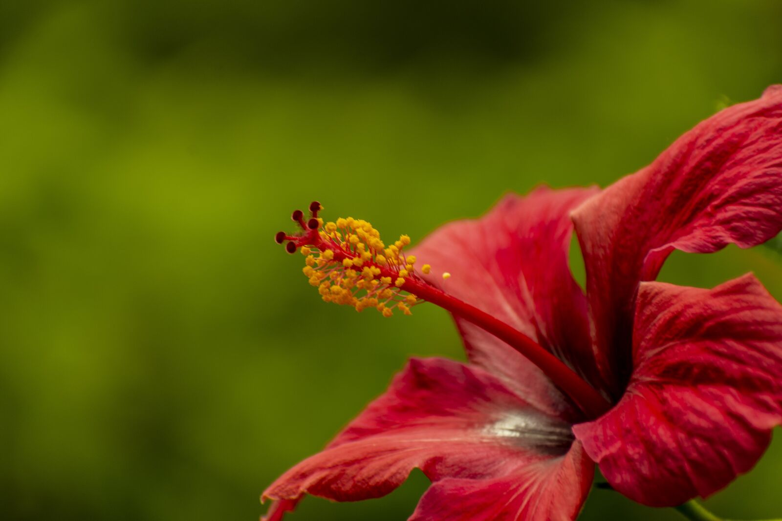 Nikon D600 sample photo. Nature, flower, bella photography