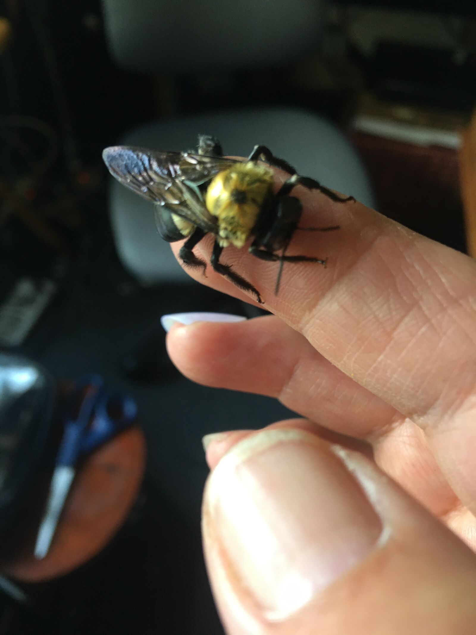 iPhone 6s Plus back camera 4.15mm f/2.2 sample photo. Carpenter bee, bees, nature photography