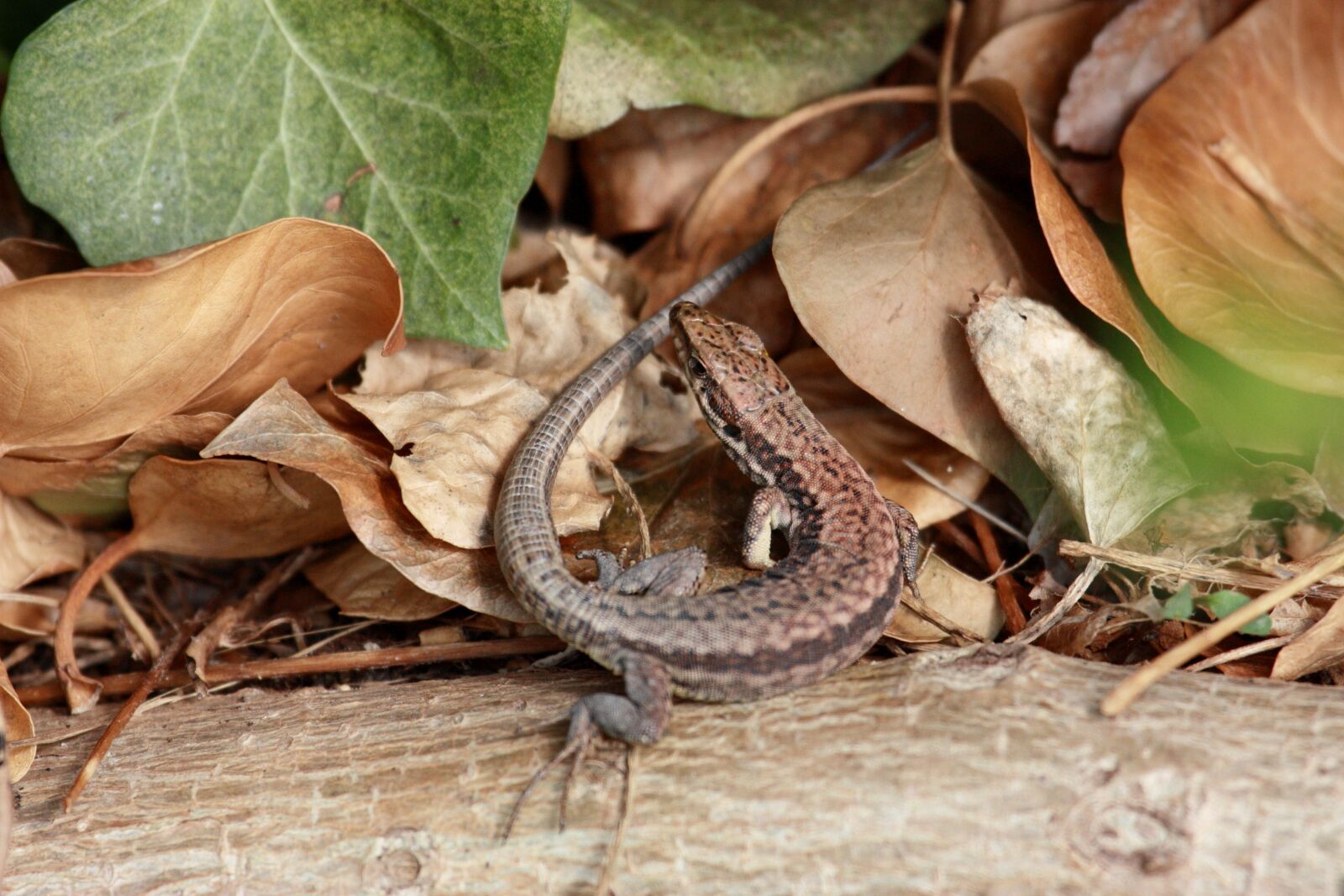 Canon EOS 450D (EOS Rebel XSi / EOS Kiss X2) sample photo. Wall lizard, lizard, animal photography