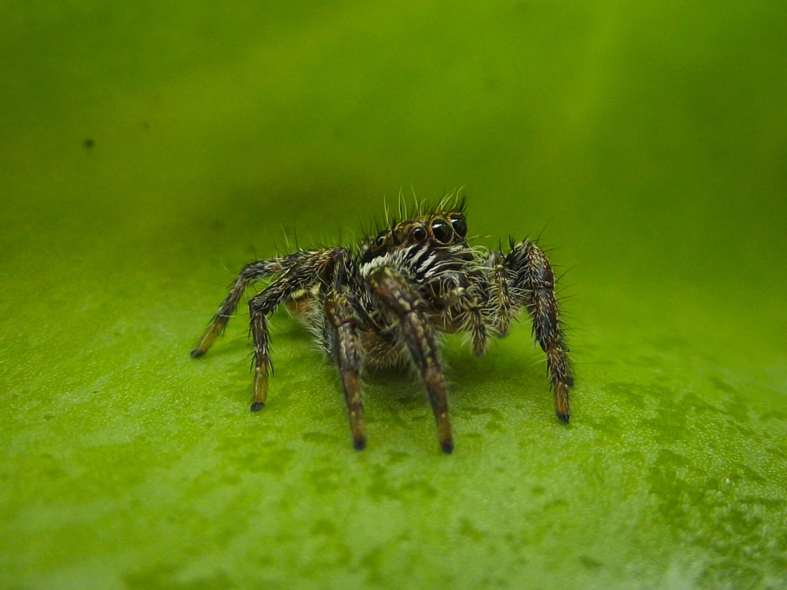 Fujifilm FinePix S2960 sample photo. Jumping spider, salticidae, spider photography