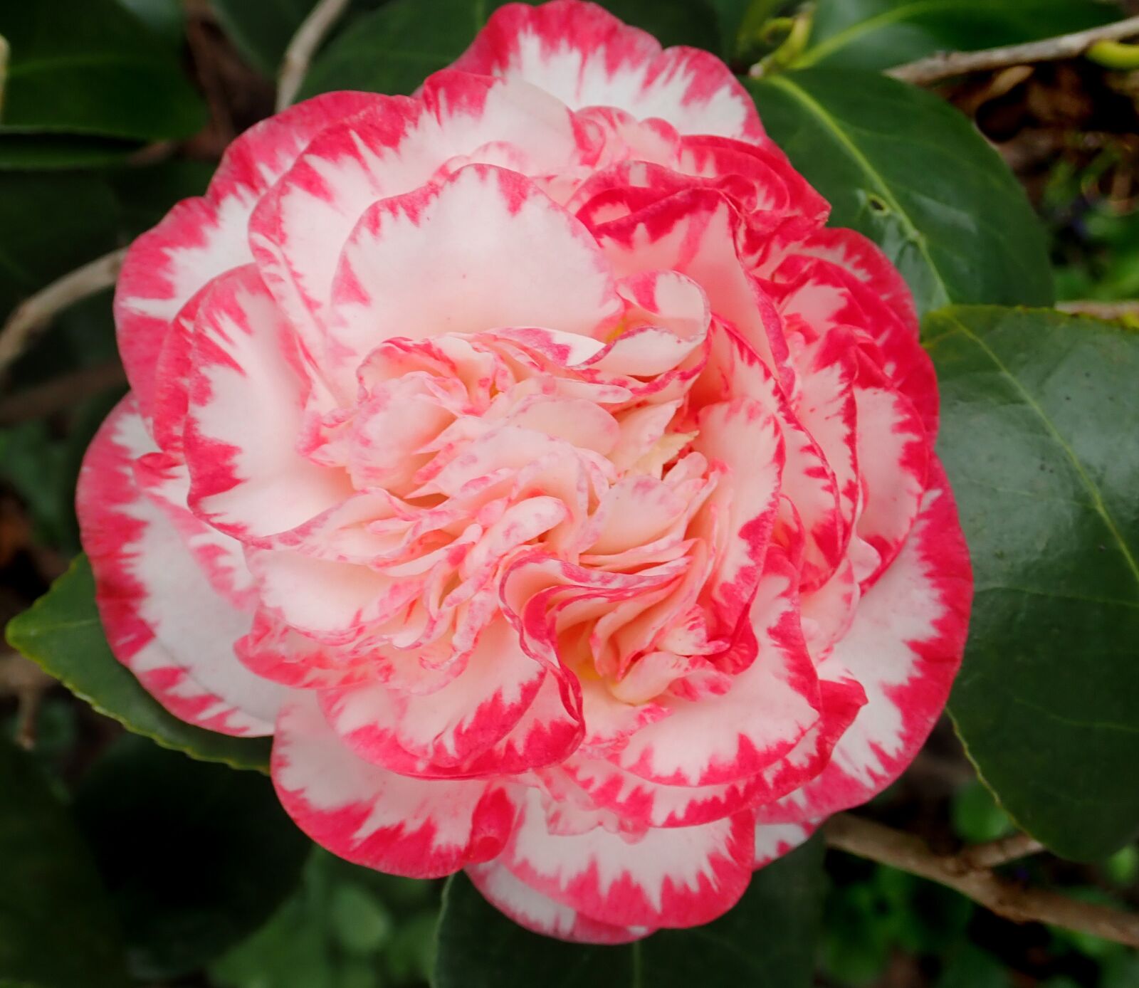 Olympus TG-5 sample photo. Camellia, flower, winter photography