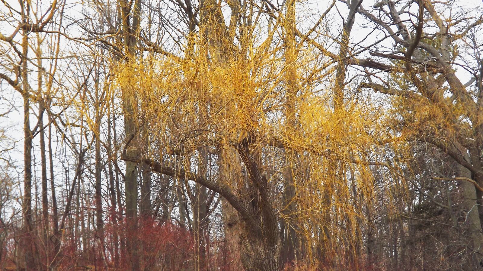 Fujifilm FinePix S3400 sample photo. Tree, forest, autumn photography