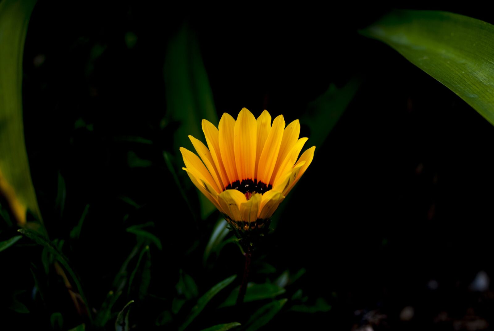 Nikon D60 sample photo. Flower, plant, nature photography