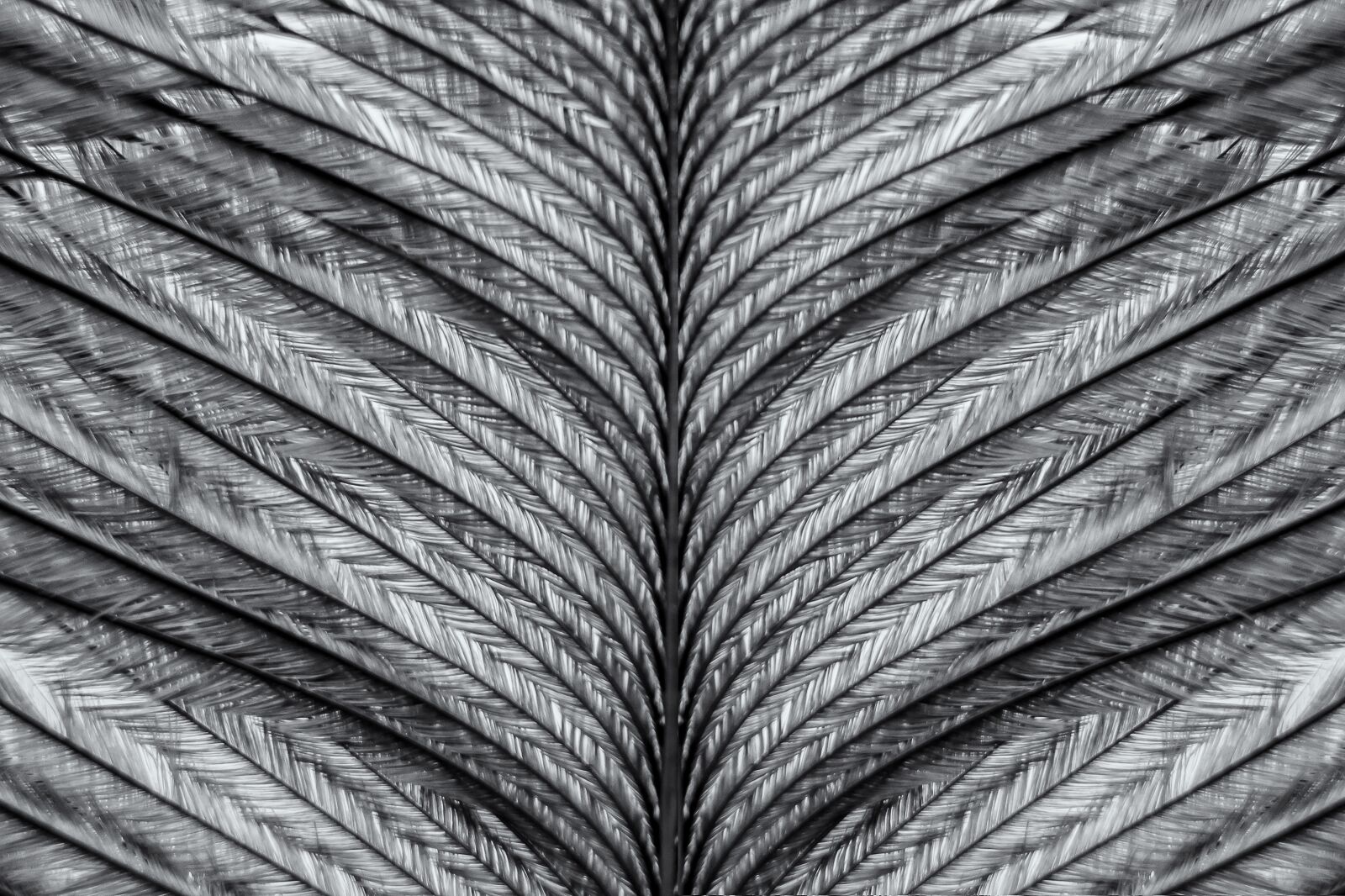 Nikon D7200 sample photo. Feather, macro, bird photography