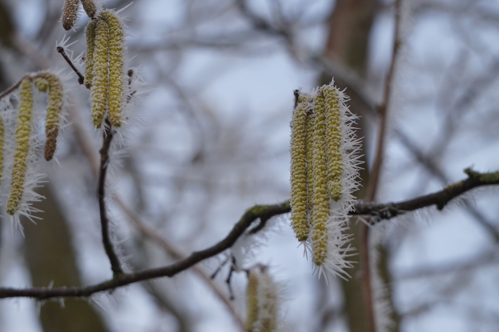Sony Alpha a5000 (ILCE 5000) + Sony E 55-210mm F4.5-6.3 OSS sample photo. Winter, hazelnut, snow photography