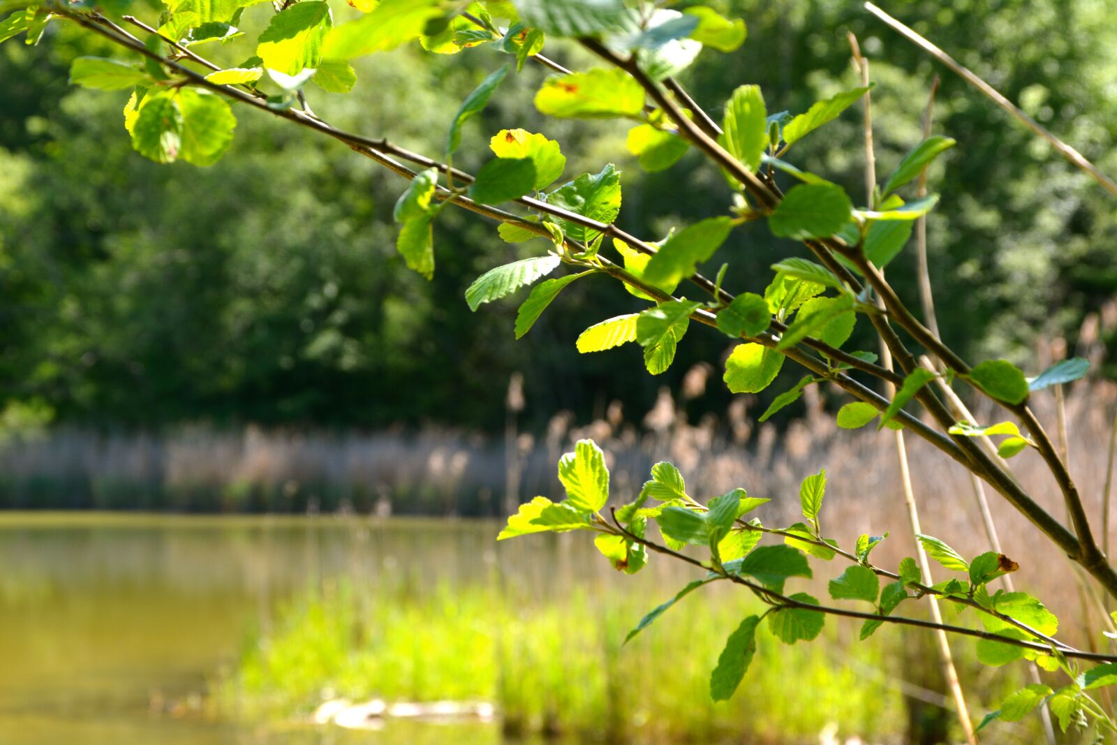 Nikon D5200 sample photo. Lake, tree, summer photography