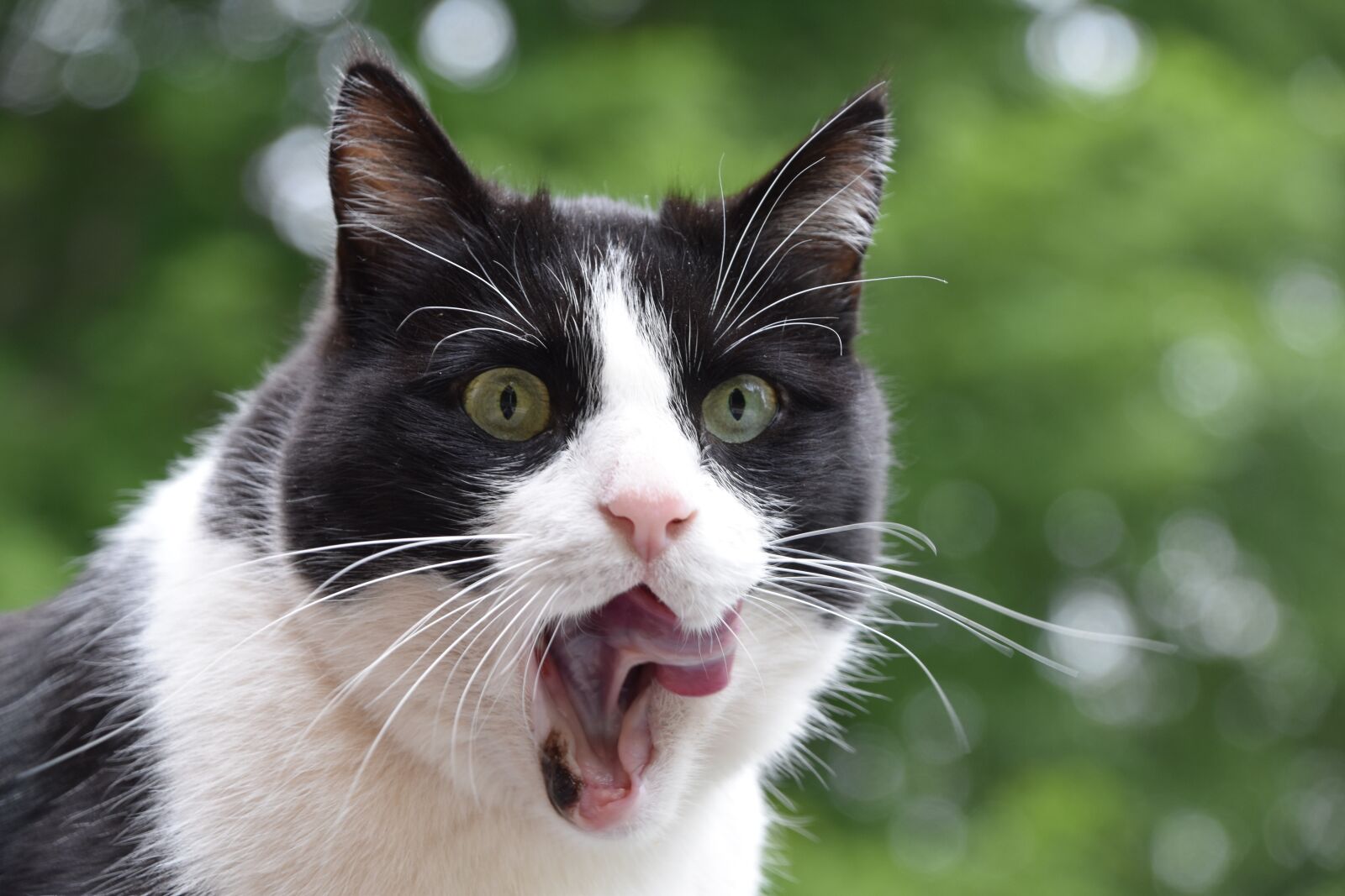 Nikon D5600 sample photo. Cat, domestic, feline photography