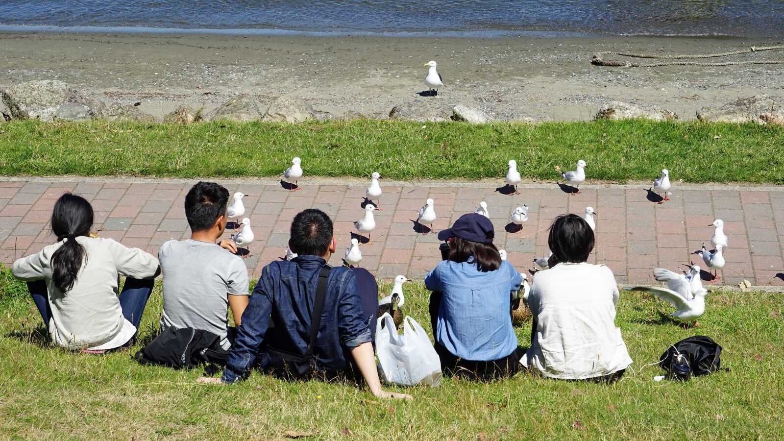 Sony a7 + Sony FE 24-240mm F3.5-6.3 OSS sample photo. Gulls, human, feed photography