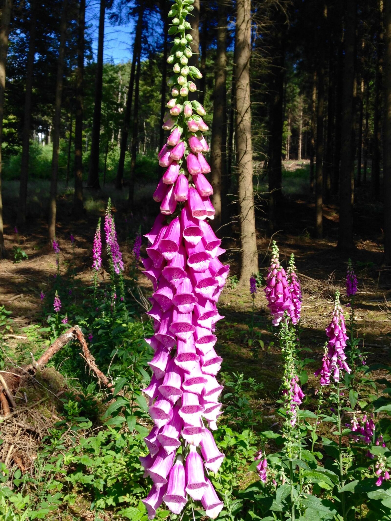 iPhone 5 back camera 4.12mm f/2.4 sample photo. Thimble, forest, poisonous plant photography