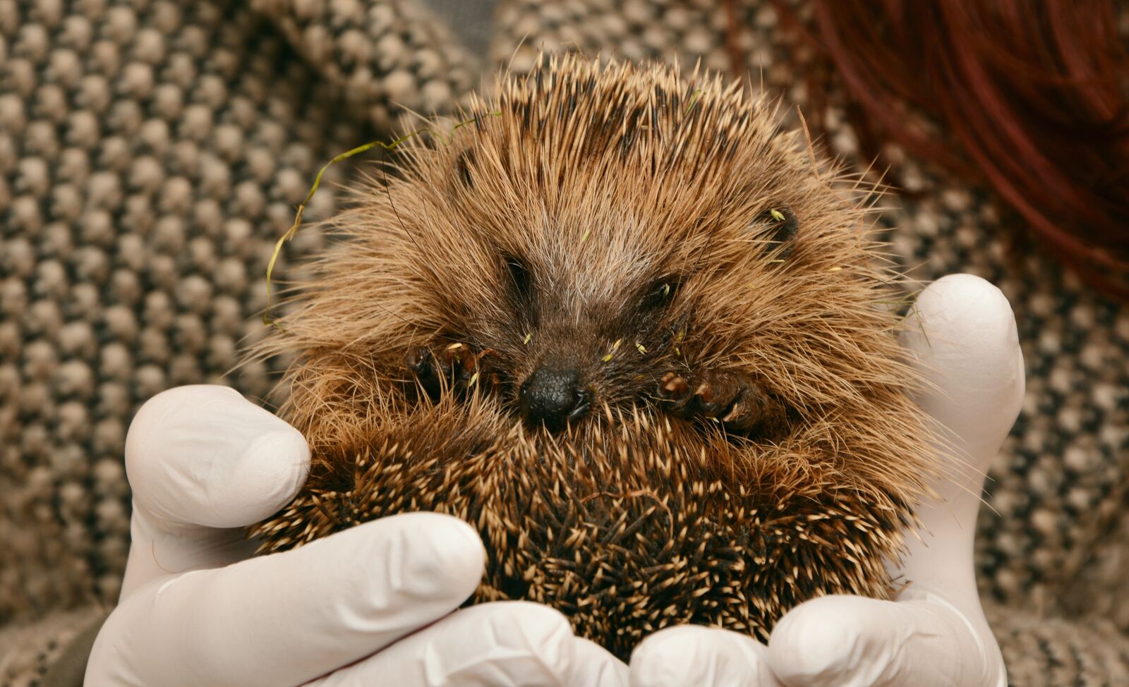 Nikon D5200 sample photo. Hedgehog, hedgehogs hibernate, hibernation photography