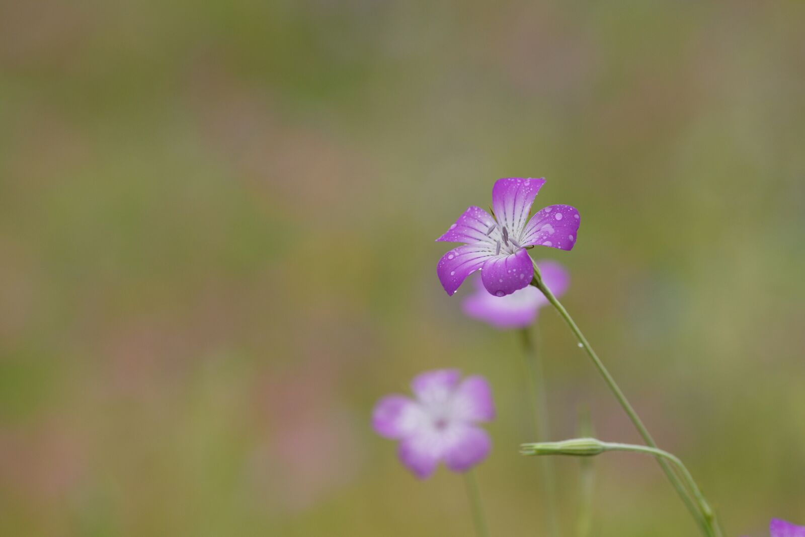 Sony Alpha DSLR-A850 sample photo. Flowers, autumn, nature photography