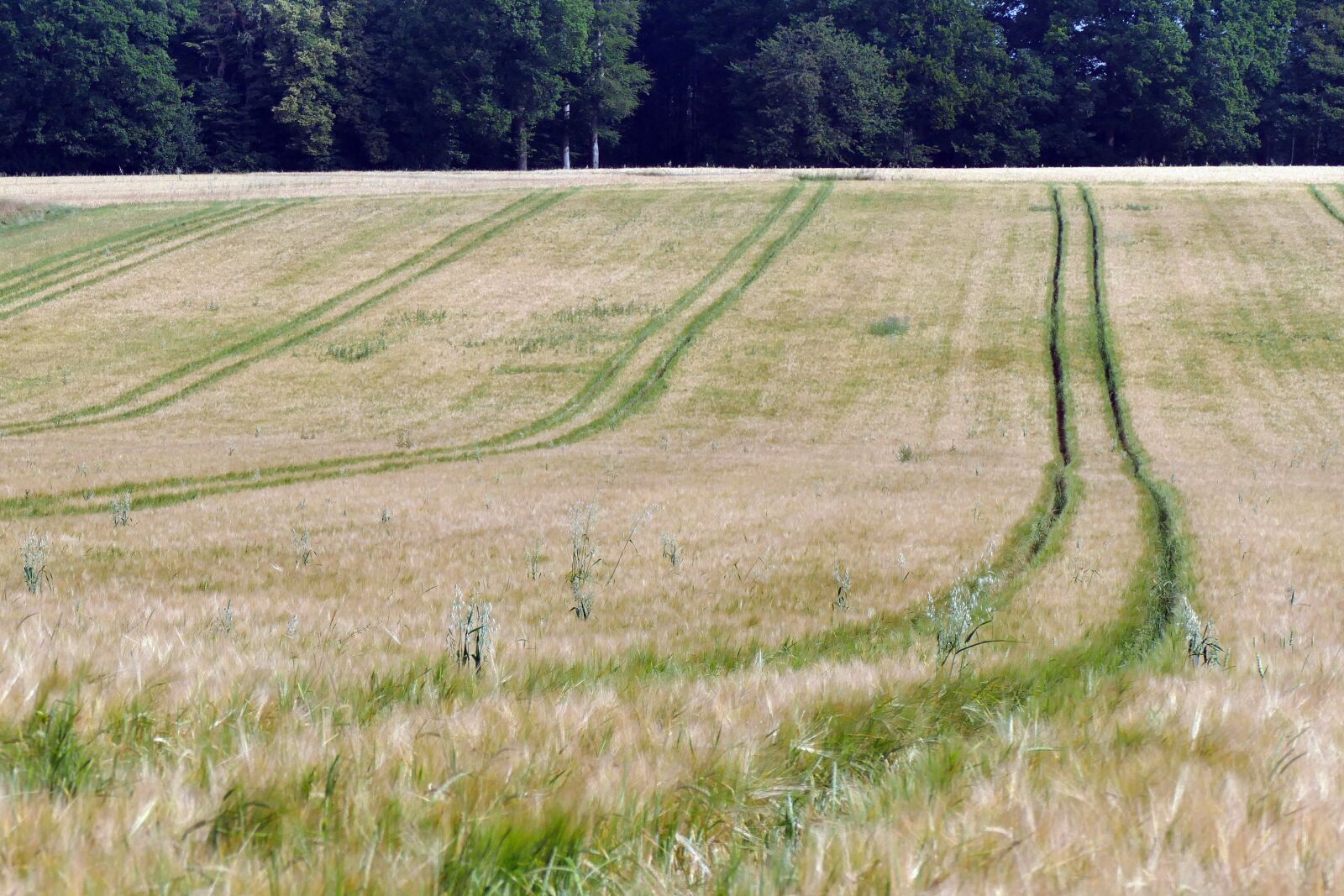 Panasonic Lumix DMC-FZ1000 sample photo. Wheat field, field, wheat photography