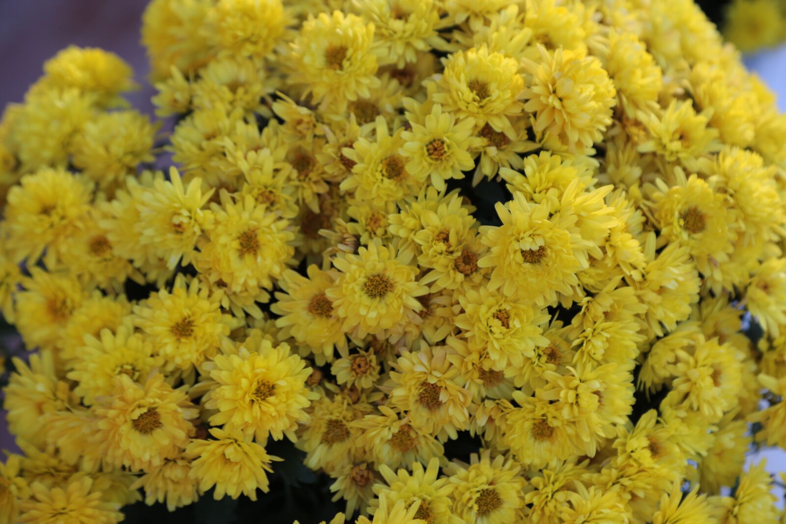 Canon EF 24-105mm F4L IS USM sample photo. Flowers, yellow, texture photography