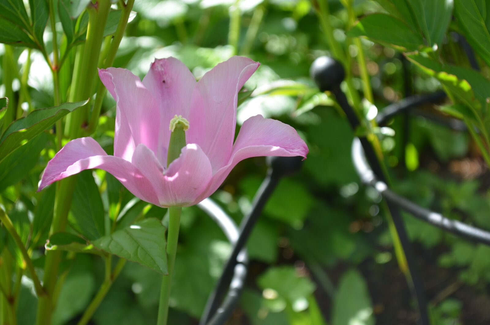 Nikon D5100 sample photo. Gardens, flowers, rabbits photography