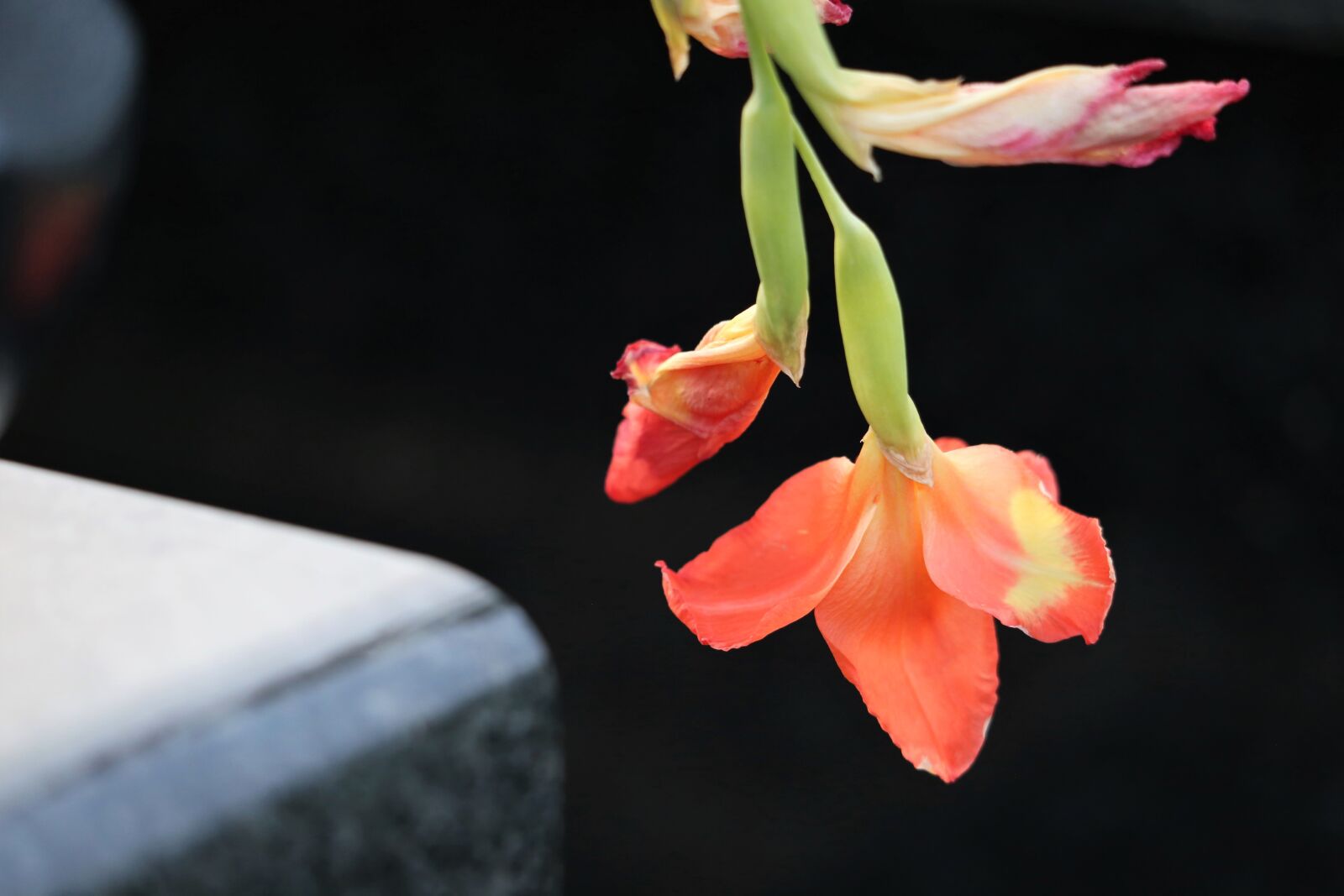 Canon EF 70-300 F4-5.6 IS II USM sample photo. Gladiola, gladiolus hybridum, evening photography
