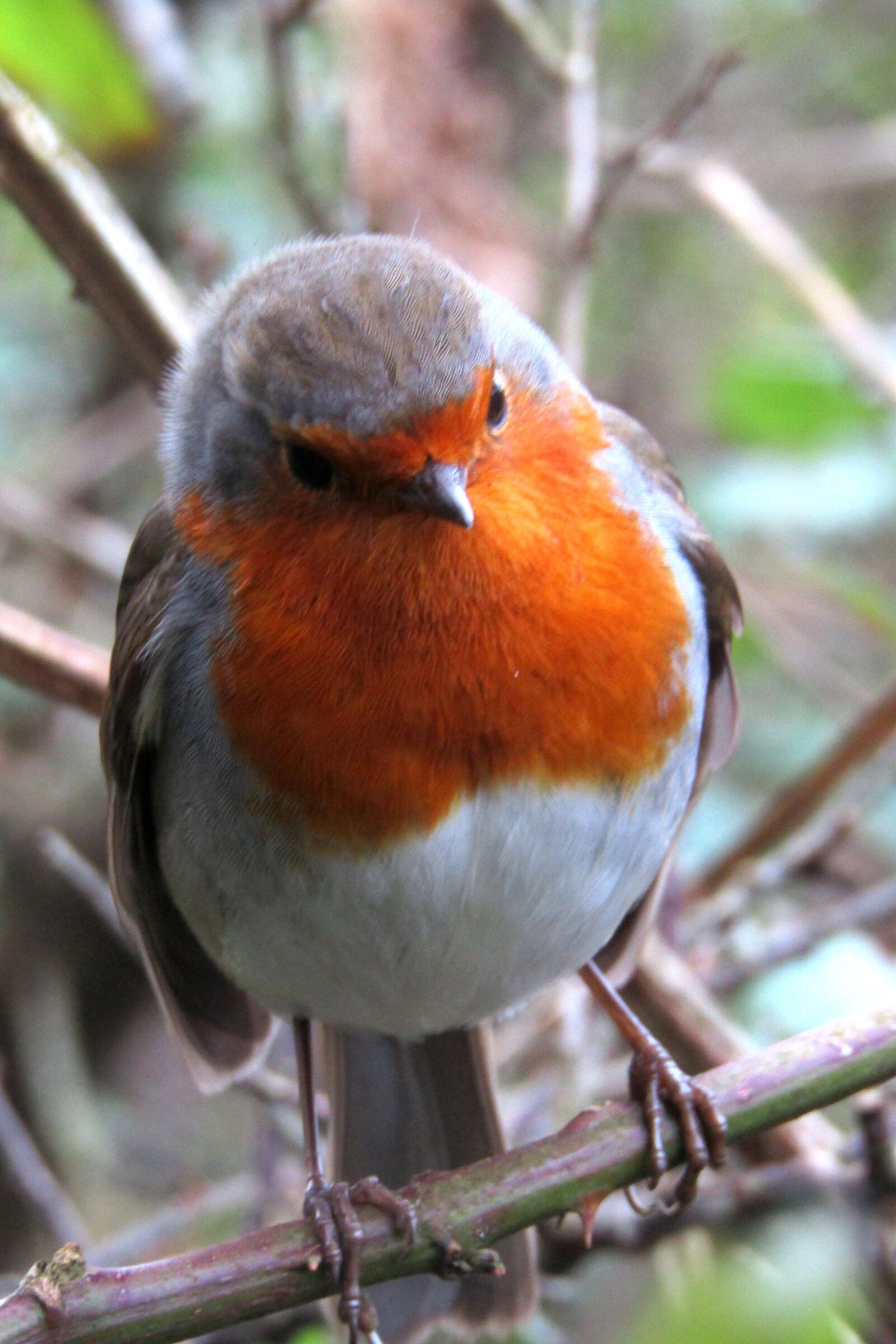 Canon PowerShot SX410 IS sample photo. Birds, robin, nature photography