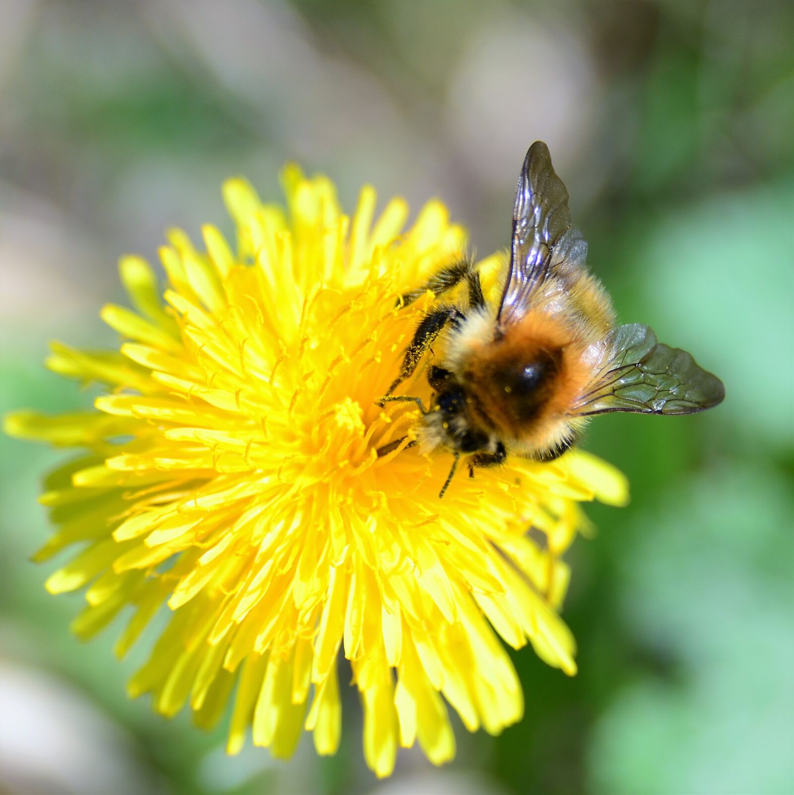 Nikon D7000 sample photo. Hummel, blossom, bloom photography