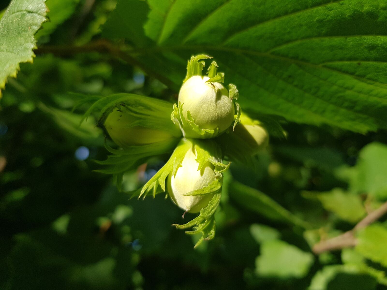 Samsung Galaxy S8 sample photo. Hazelnut, bush, hazel photography