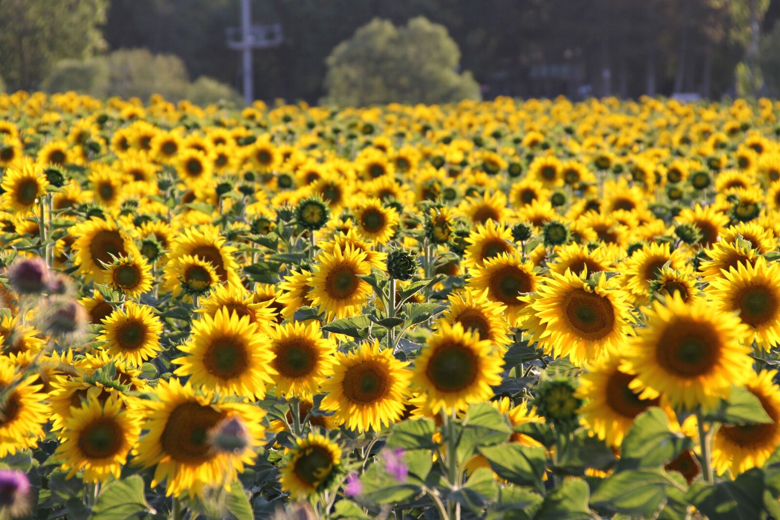 Canon EOS 60D sample photo. Sunflower, yellow, field photography