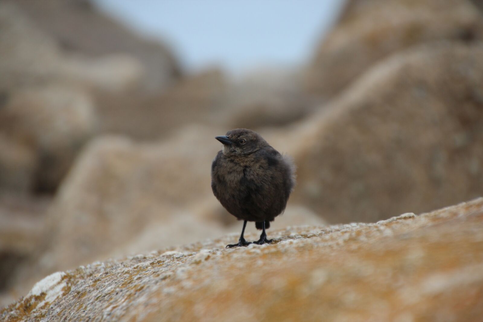 Canon EOS 600D (Rebel EOS T3i / EOS Kiss X5) sample photo. Nature, animal world, bird photography