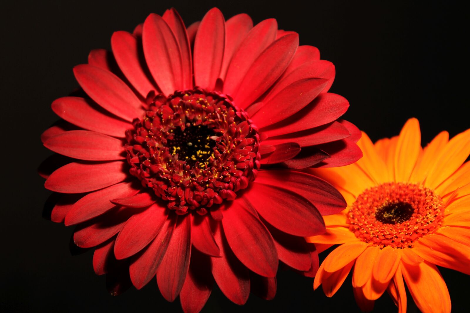 Canon EOS 1100D (EOS Rebel T3 / EOS Kiss X50) sample photo. Gerbera, blossom, bloom photography