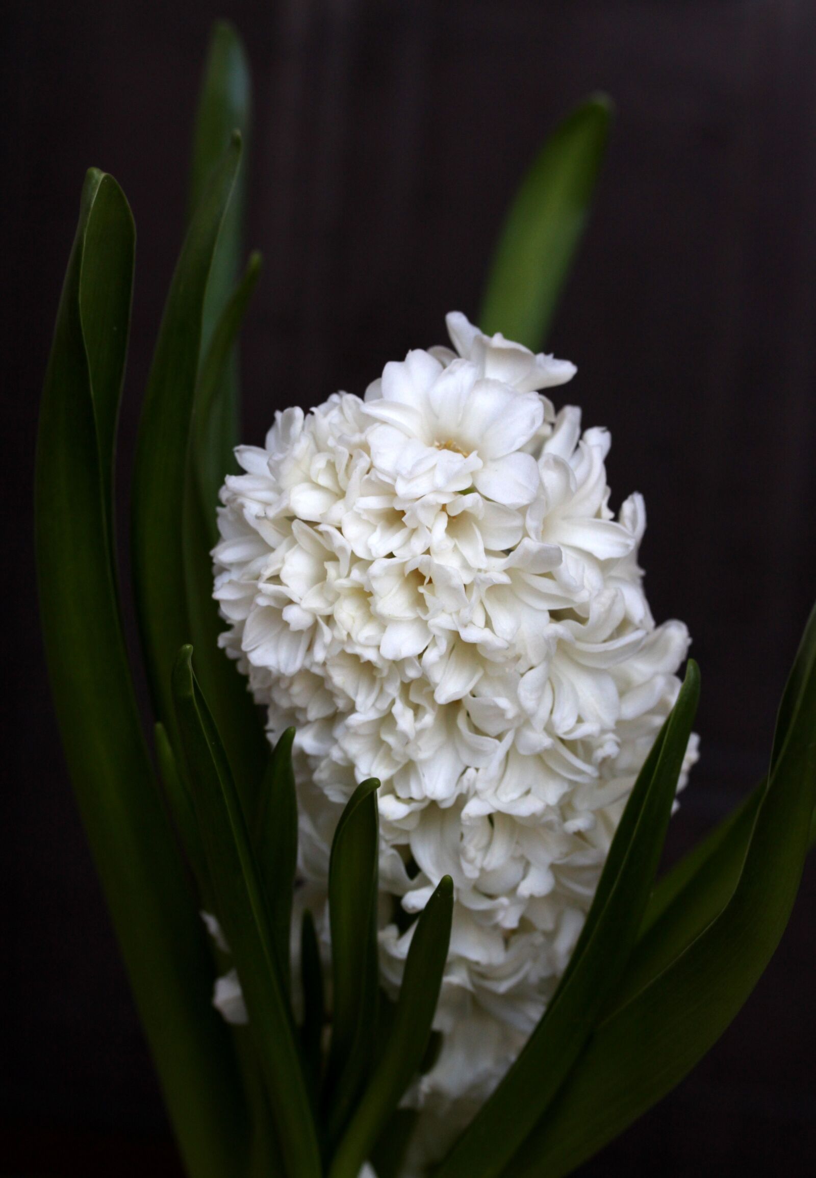 Canon EOS 700D (EOS Rebel T5i / EOS Kiss X7i) + Canon EF-S 60mm F2.8 Macro USM sample photo. Hyacinth, white, flower photography
