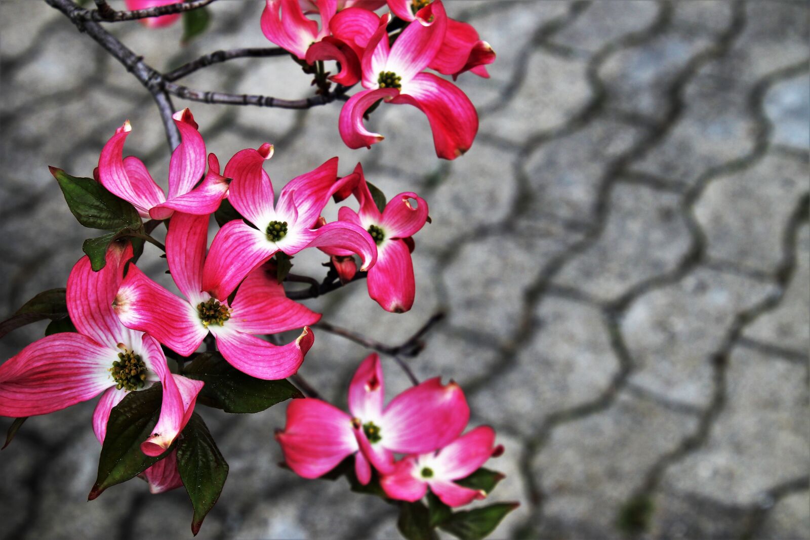 Canon EOS 80D sample photo. Flower, nature, plant photography
