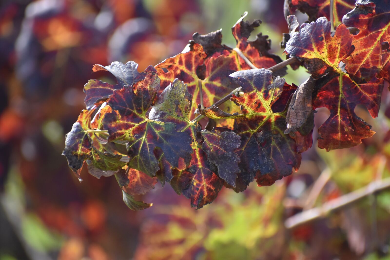 Nikon D5500 sample photo. Fall, leaf, nature photography