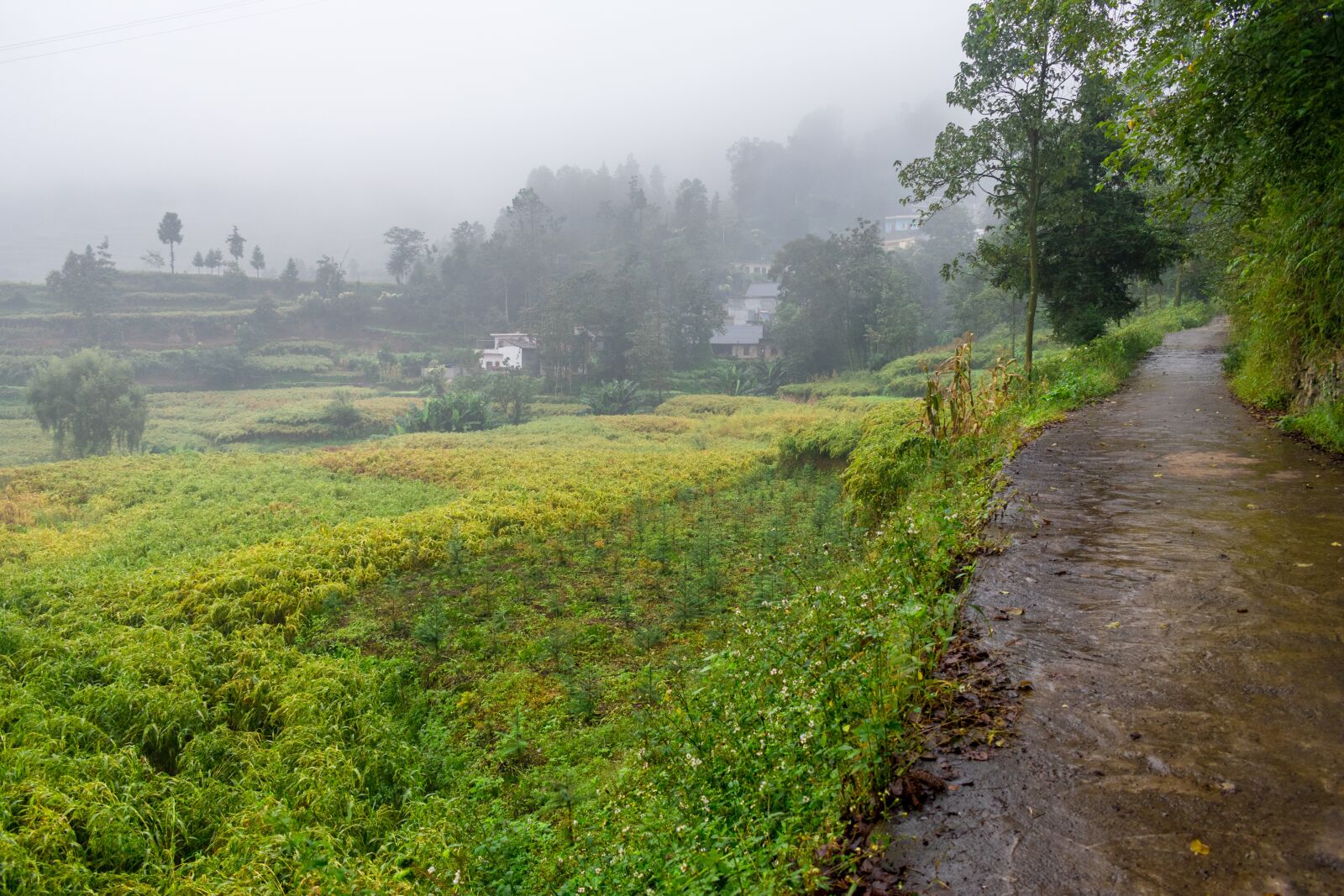 Nikon D3400 sample photo. Fog, drizzle, lane photography