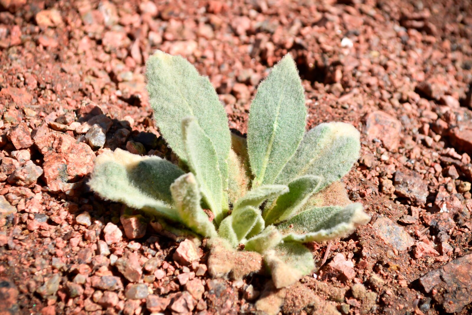 Nikon D3100 sample photo. Plant, colorado, nature photography