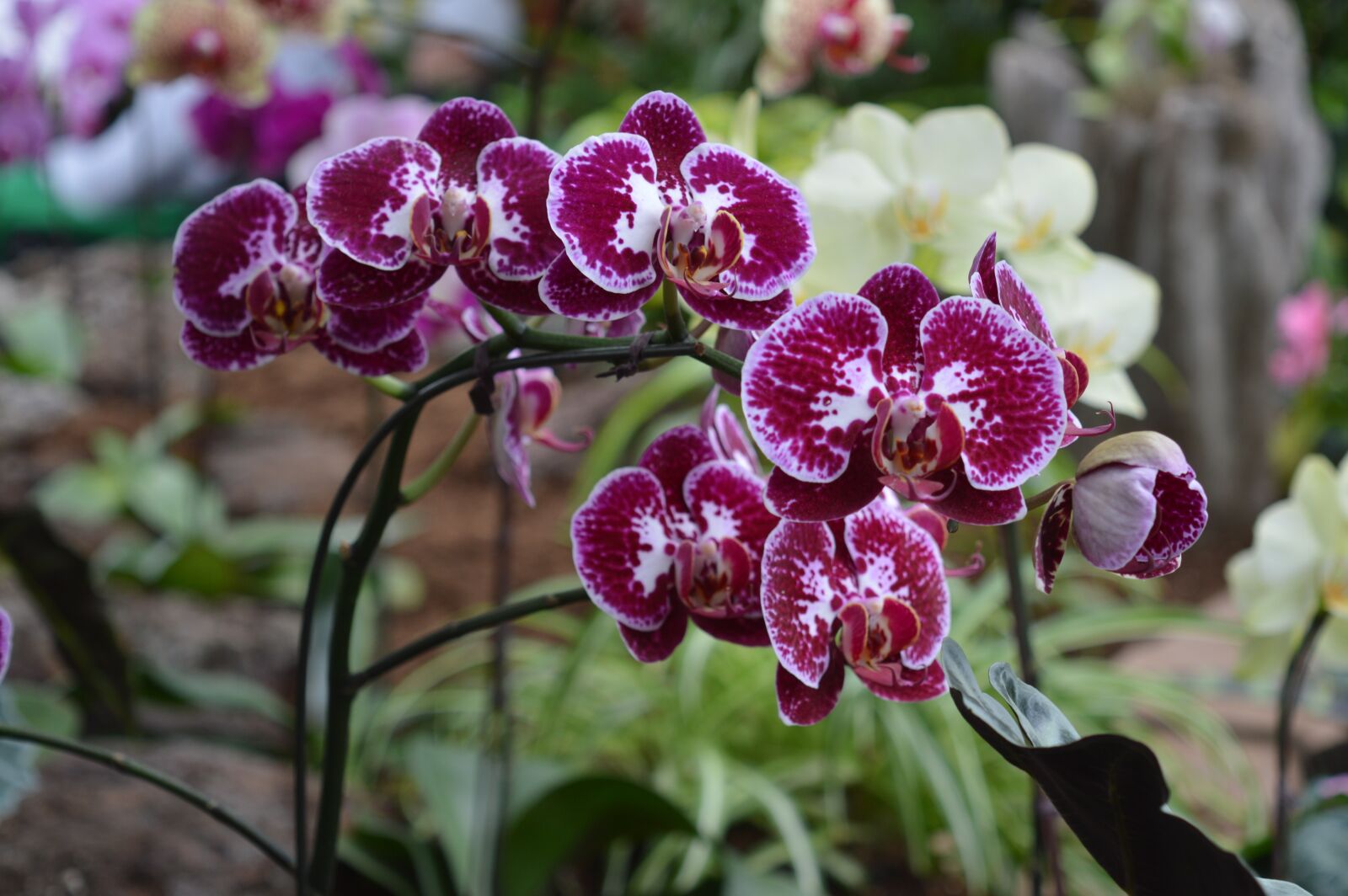 Nikon D3200 sample photo. Flowers, purple, orchid photography