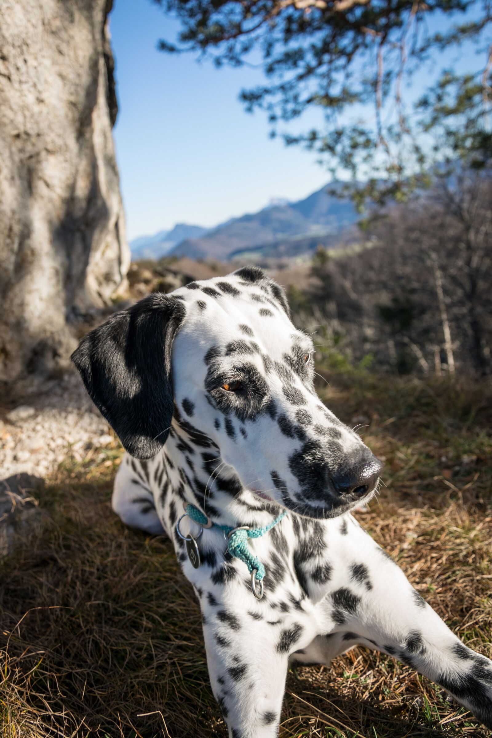 Nikon D5300 sample photo. Dalmatians, rock, mountain photography