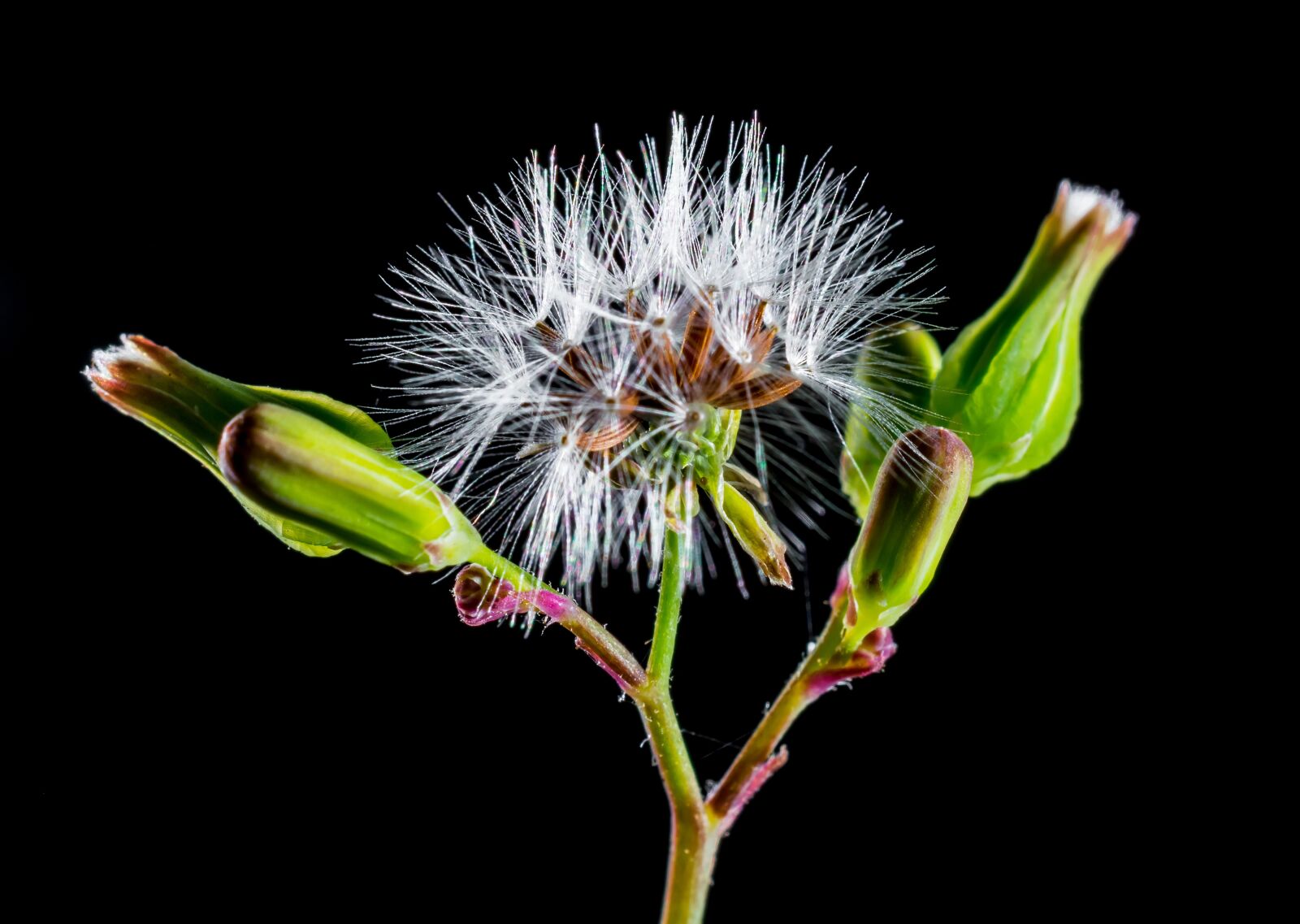 Nikon D5200 sample photo. Dandelion, small flower, wild photography