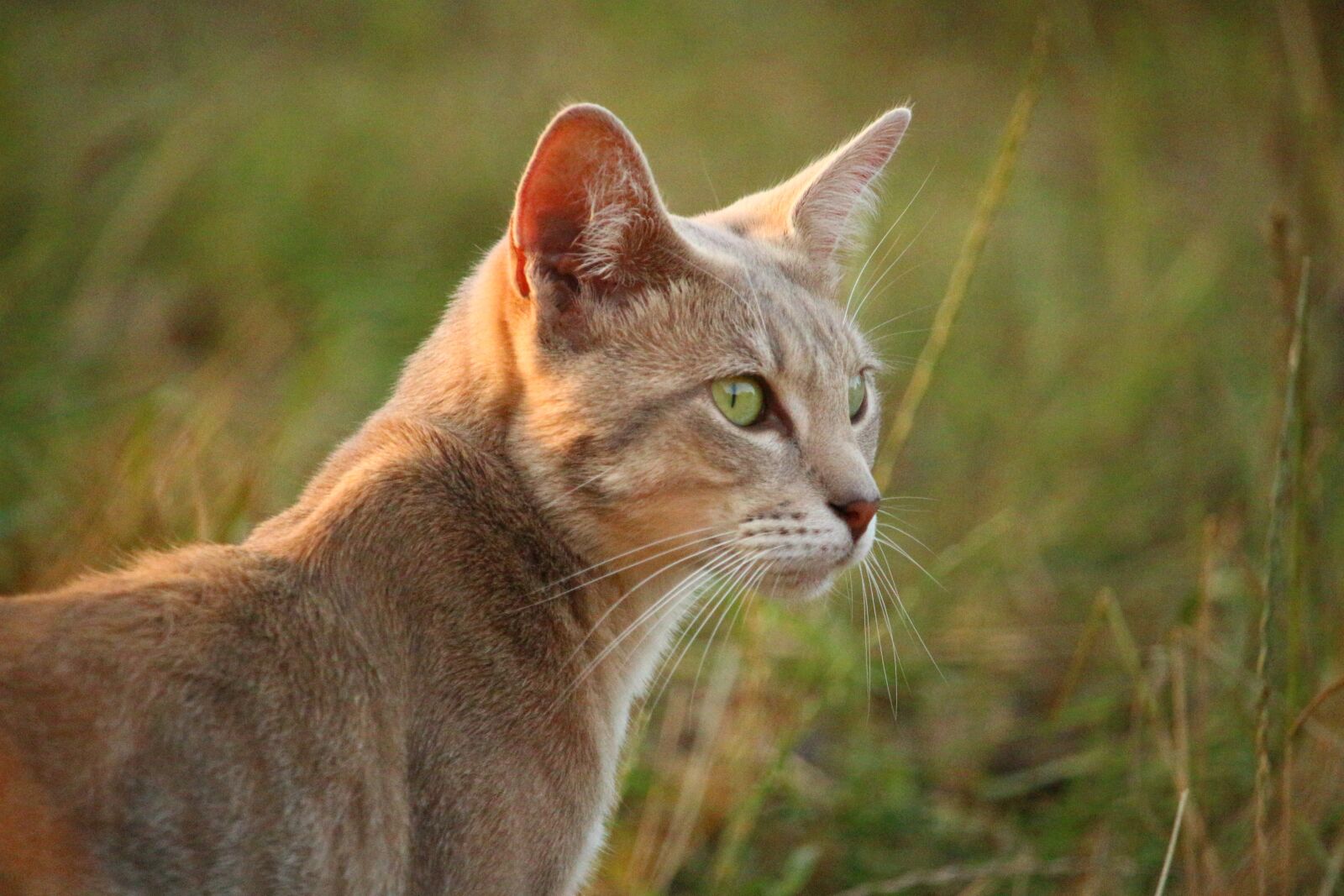 Canon EOS 100D (EOS Rebel SL1 / EOS Kiss X7) sample photo. Cat, mieze, kitten photography