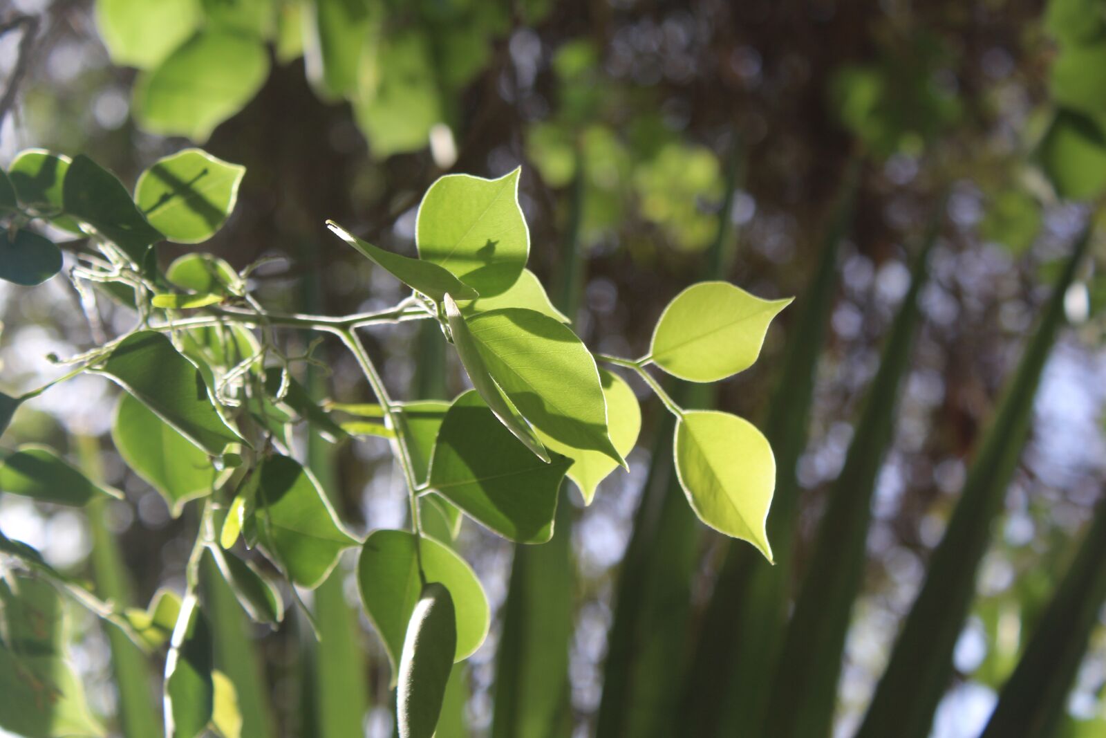Canon EOS 700D (EOS Rebel T5i / EOS Kiss X7i) sample photo. Texture, leaves, green photography