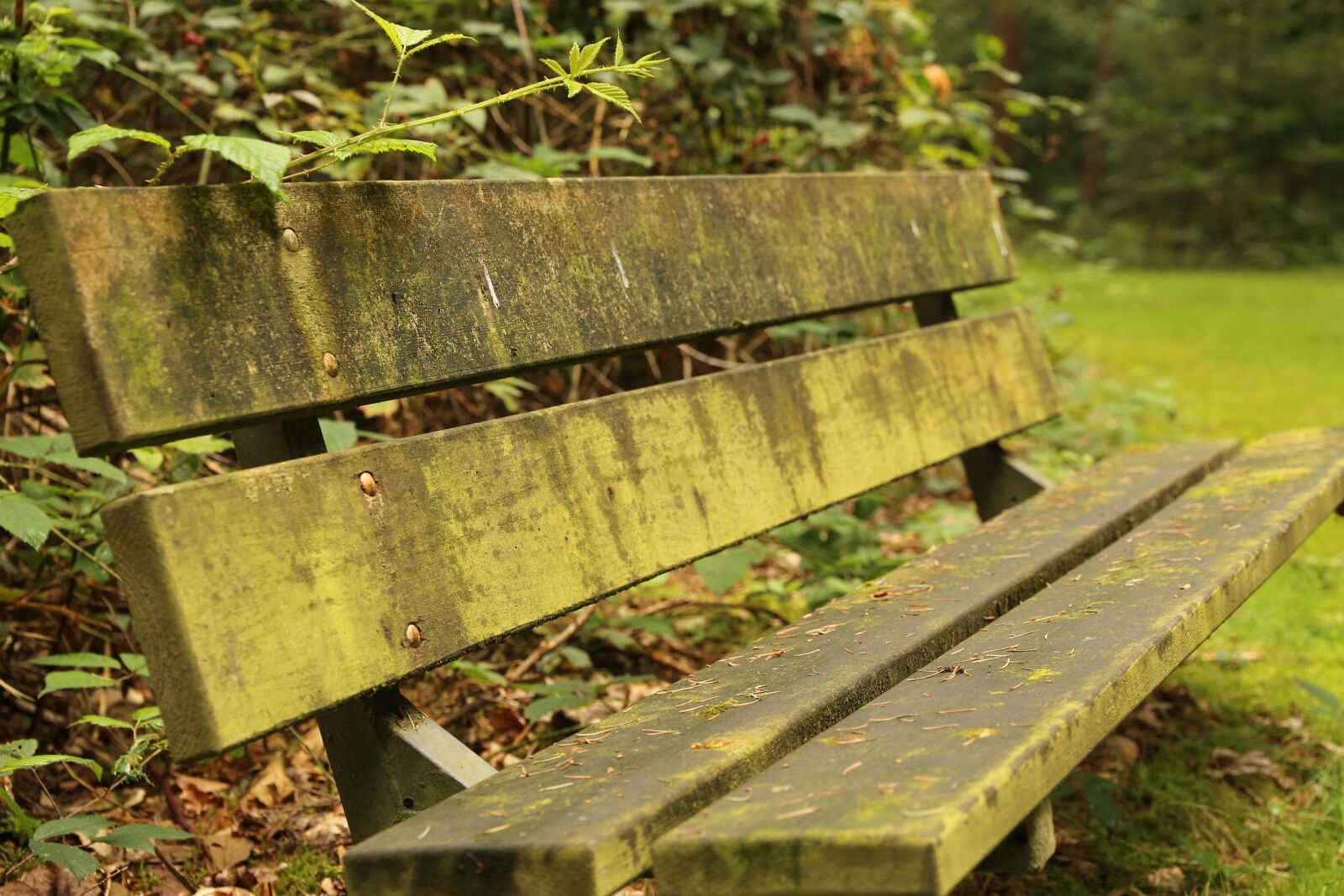 Canon EF 24-105mm F3.5-5.6 IS STM sample photo. Sitting, sit, nature photography