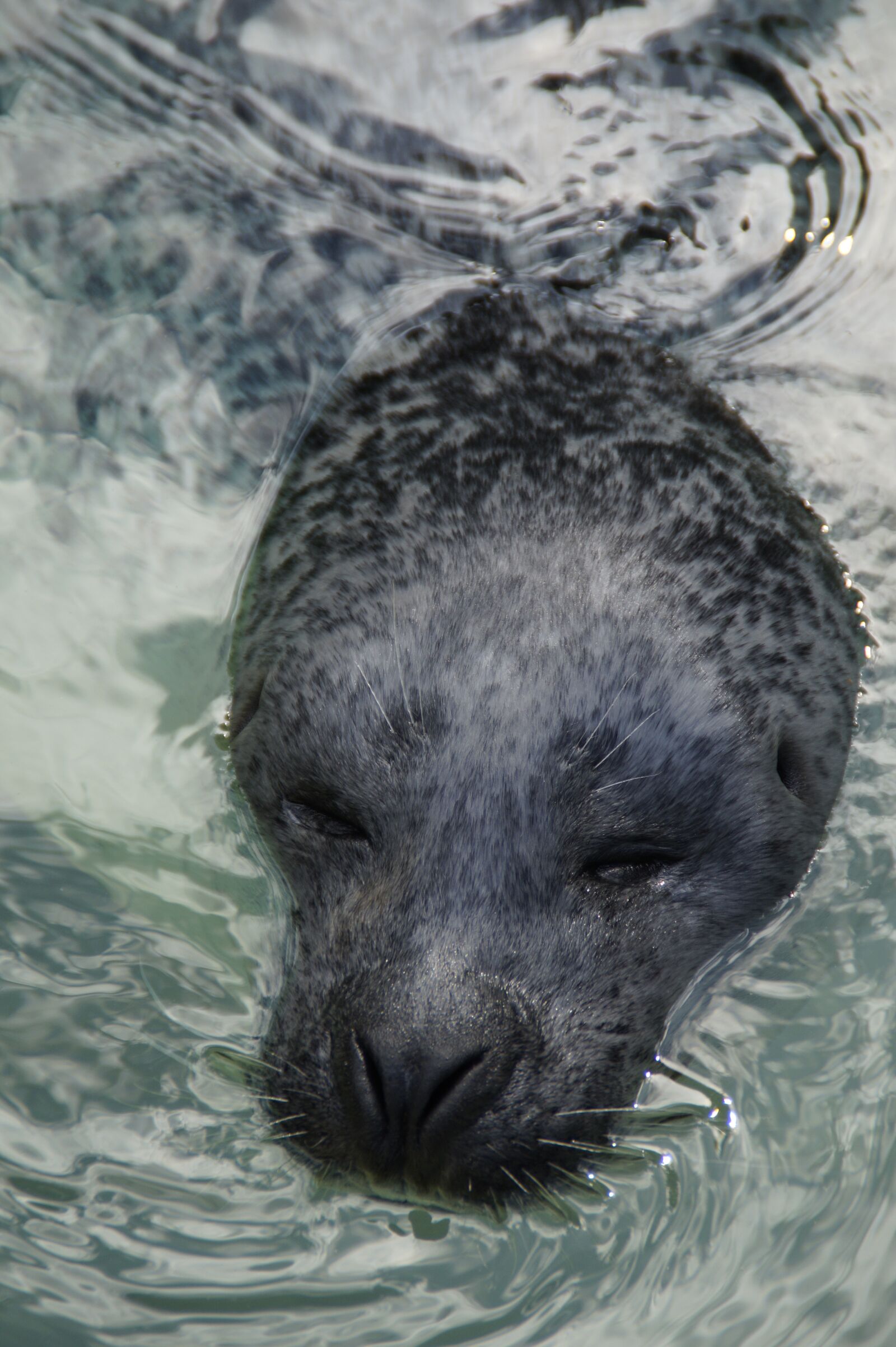 Sony SLT-A58 sample photo. Seal, head, robbe photography