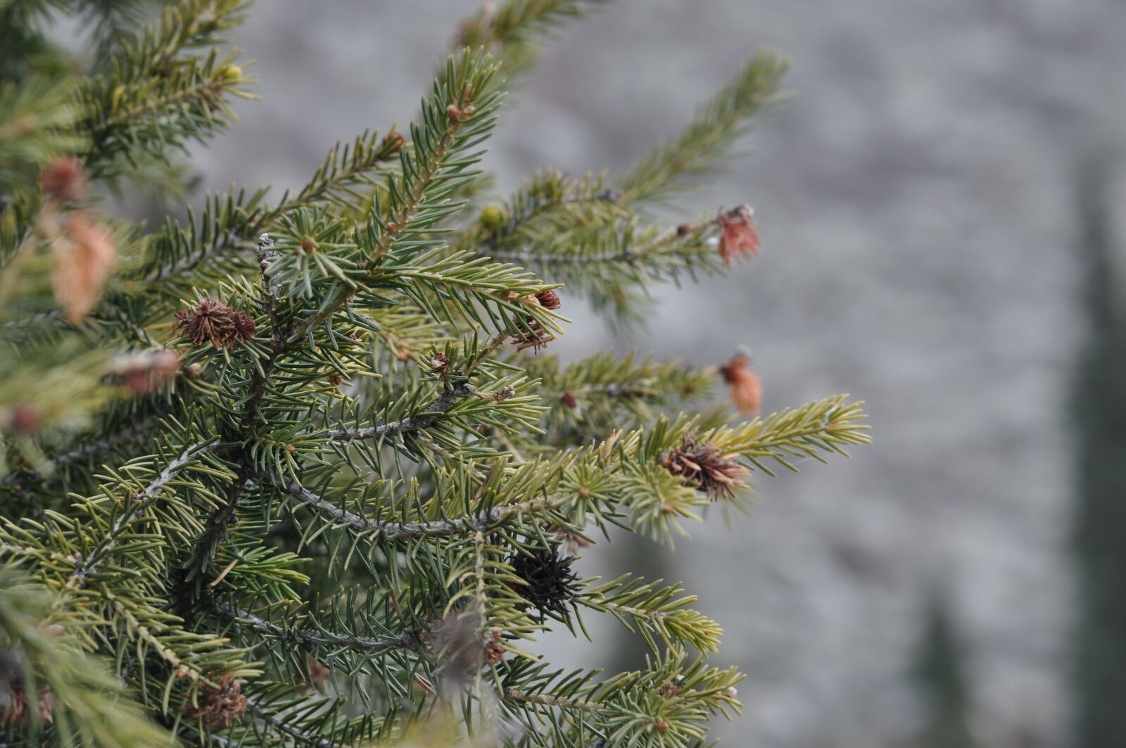 Nikon D5000 sample photo. Autumn, mountains, nature photography