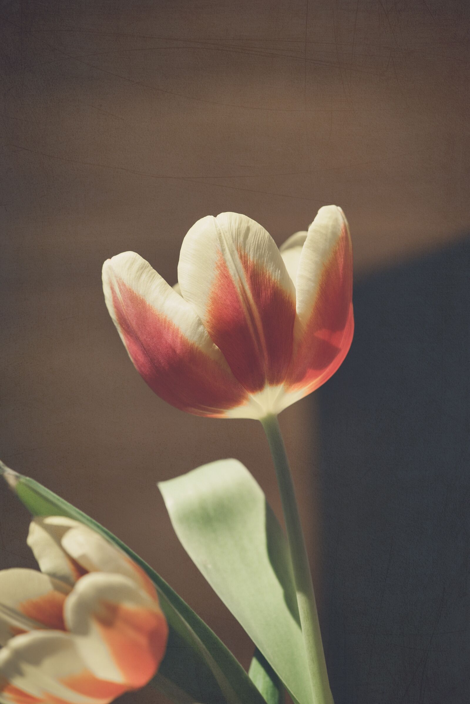 Nikon D750 sample photo. Tulip, flower, red photography