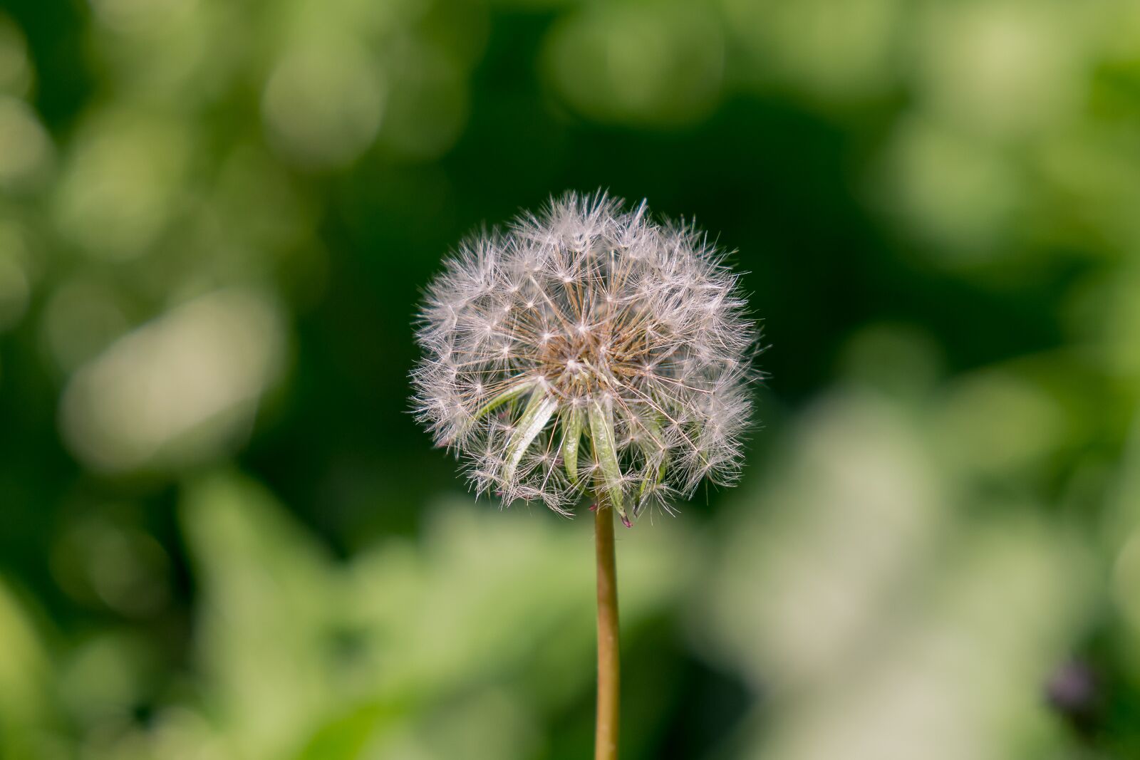 Nikon D7200 sample photo. Dandelion, grass, spring photography