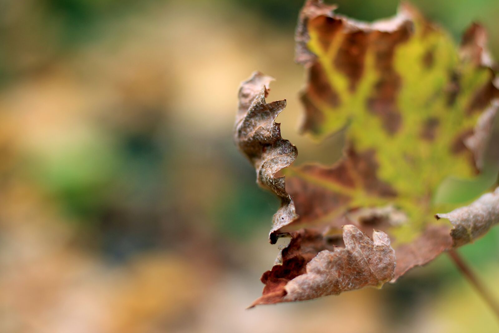 Canon EOS 60D + Canon EF 50mm F1.8 STM sample photo. Leaf, autumn, nature photography