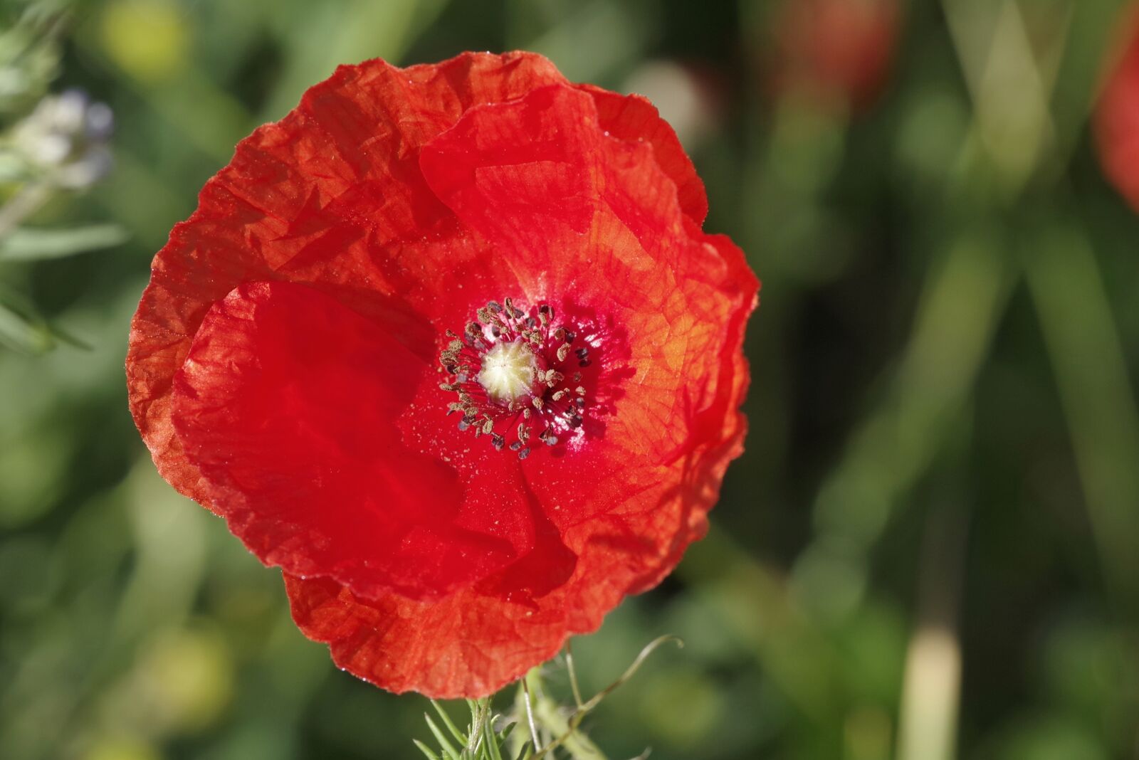 Pentax K-S2 sample photo. Poppy, flower, red photography
