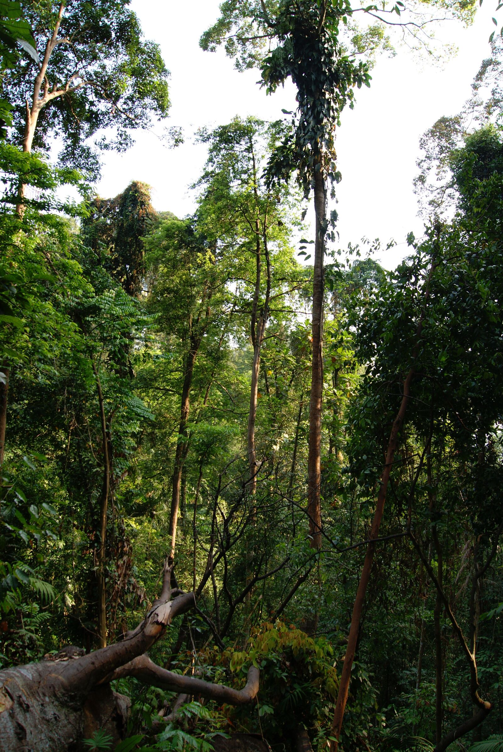 Sony Alpha DSLR-A230 sample photo. Dipterocarp rainforest, tall rainforest photography