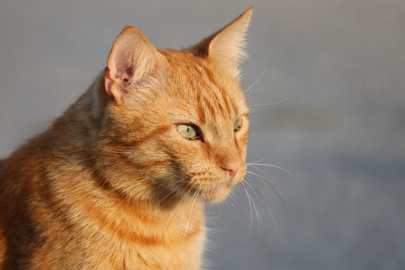 Canon EOS 6D sample photo. Cat, animal, pet photography