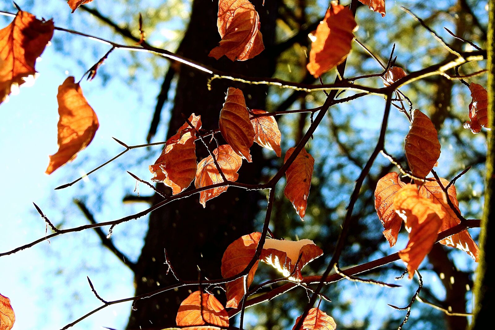 Nikon Coolpix P900 sample photo. Tree, leaf, nature photography