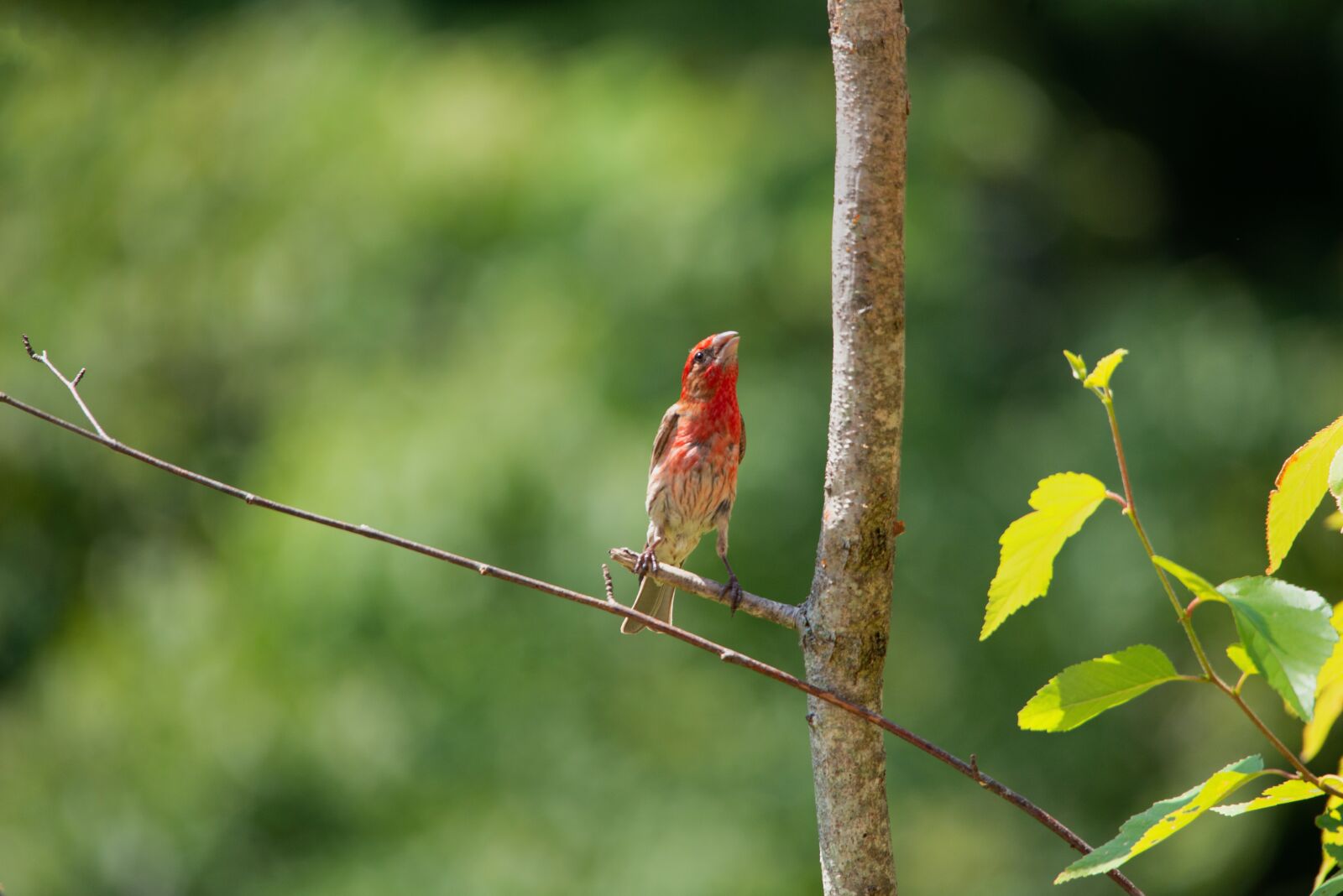 Nikon D800 sample photo. Birds, finch, red photography