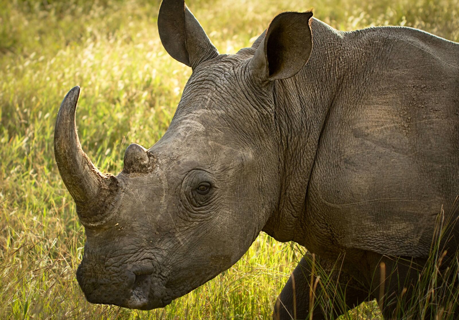 Nikon D7000 sample photo. Rhinoceros, wildlife, endangered photography
