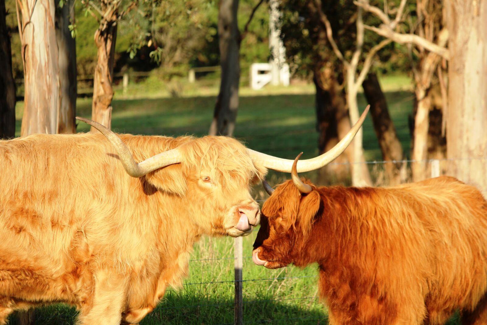 Canon EF-S 55-250mm F4-5.6 IS STM sample photo. Cow, cows, cattle photography