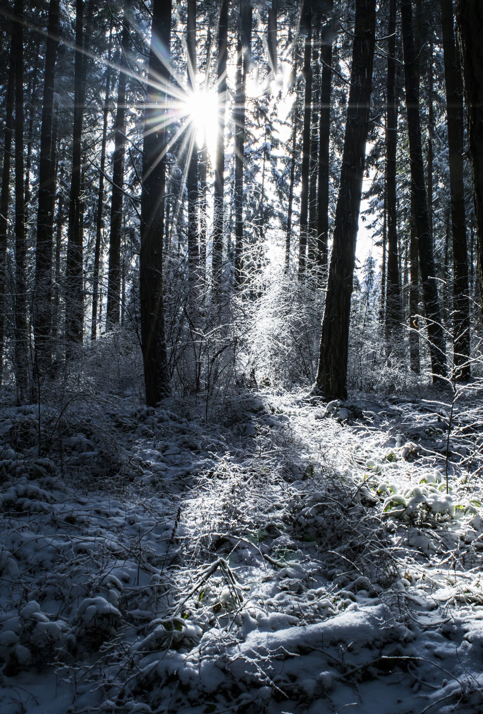 Nikon D3300 sample photo. Snow, trees, winter photography
